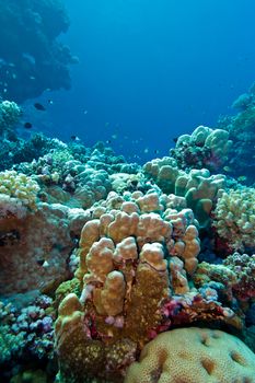 coral reef with hard corals at the bottom of tropical sea on blue water background