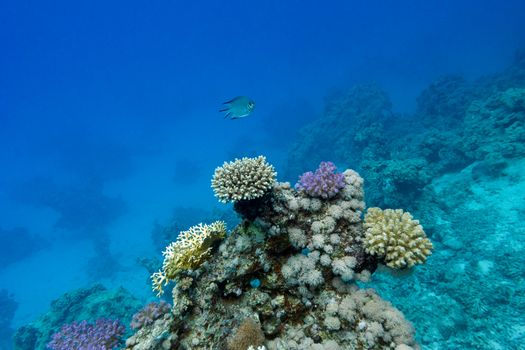 coral reef with hard corals an exotic fish at the bottom of tropical sea on blue water background