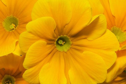 beautiful  spring flowers of yellow primula -close up