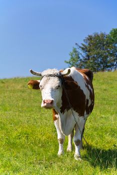 single cow on the chain standing on green meadow on blue sky background