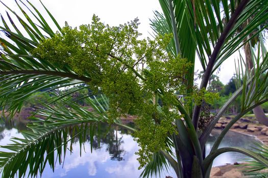 Palm Flowers on Pond Background. Chon Buri, Thailand