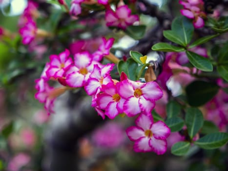 Adenium is genus of flowering plants in dogbane family, Thailand.