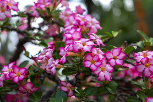 Plant Background. Adenium is genus of flowering plants in dogbane family, Thailand