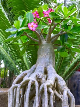 Adenium is a genus of flowering plants in the dogbane family, Thailand.