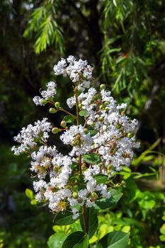 Lagerstroemia Speciosa White in Chon Buri Province of Thailand.