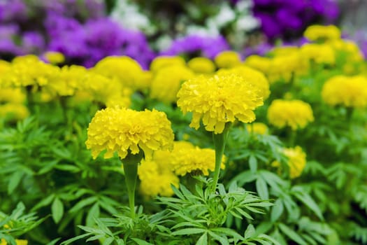 Yellow Tagetes in Multicolor Background in Garden.