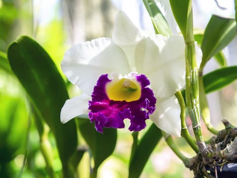 Orchid Flower in Garden, Pattaya. Chon Buri Province of Thailand.