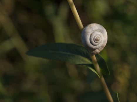 Great ramshorn (Planorbarius corneus) on the grass. Macro, near Dojran Lake, Macedonia