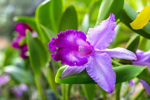 Wet Pink Orchid Flower in Garden, Pattaya. Chon Buri Province of Thailand.