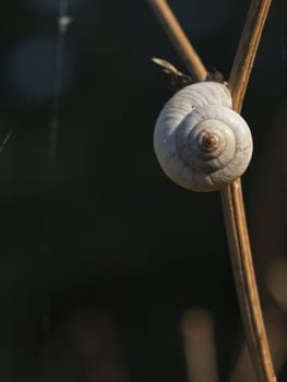 Great ramshorn (Planorbarius corneus) on the grass. Macro, near Dojran Lake, Macedonia