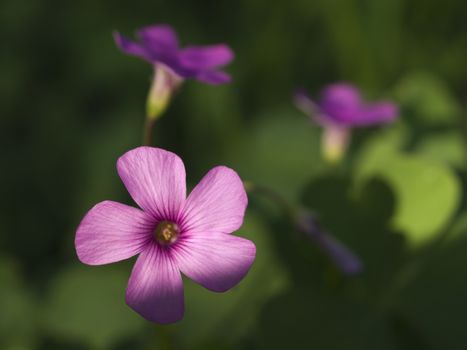 Shamrock flowers (Oxalis violacea)