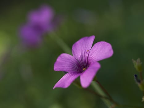 Shamrock flowers (Oxalis violacea)