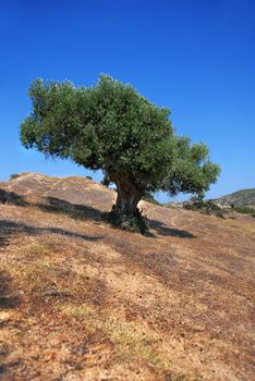 lonely olive tree over blue sky in Greece