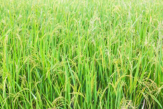rice field