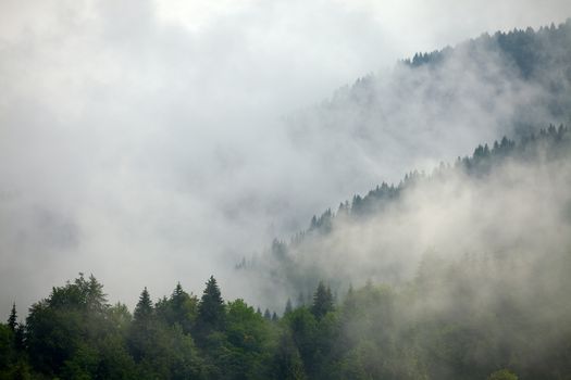 Fog covering the mountain forests