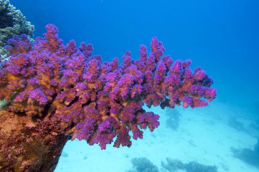 coral reef with pink pocillopora coral at the bottom of tropical sea