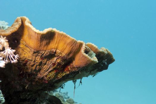 coral reef with great Turbinaria reniformis on the bottom of tropical sea 