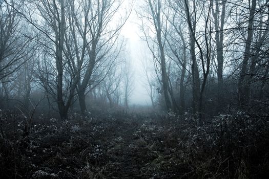 Winter forest path with frost