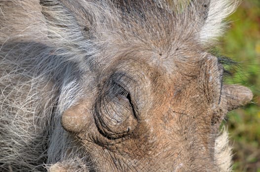 Extreme close-up of a warthog, wild member of the pig family
