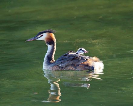 Crested grebe duck, podiceps cristatus, and baby on the back floating on water lake