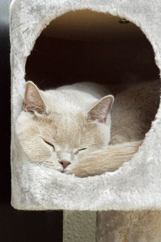 Lilac british shorthair sleeping in a hole