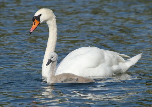 Female swan and baby floating on water