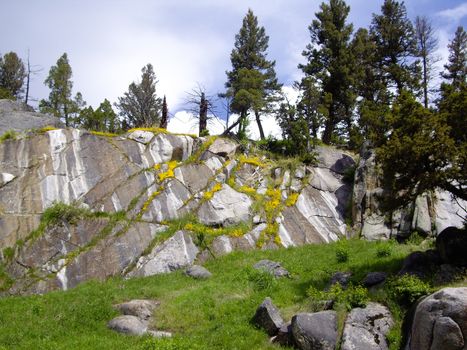 Yellow flowers bloom in Yellowstone Park in Summer