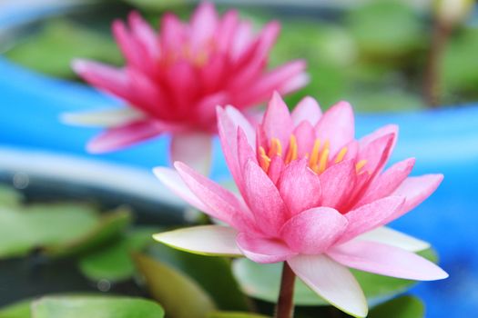 Red water-lily