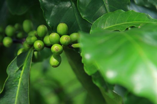 Coffee beans on plant