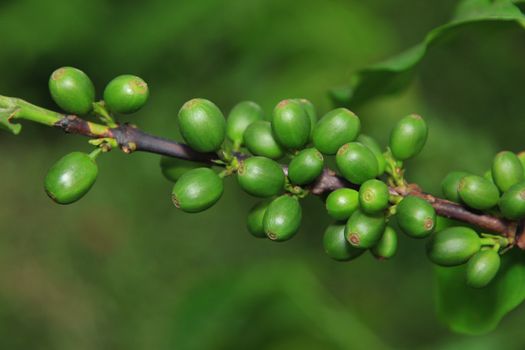 Coffee beans on plant