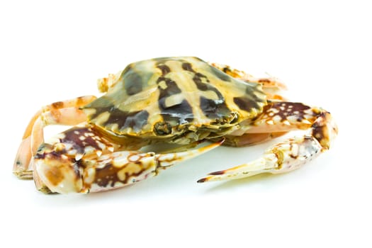 Crab isolated on white background