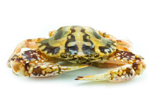 Crab isolated on white background