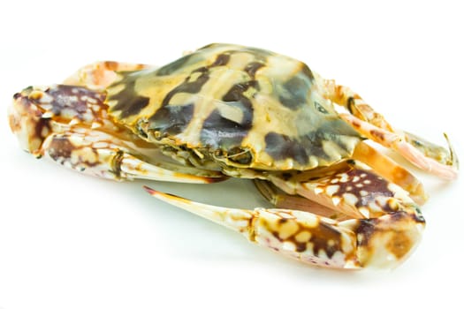 Crab isolated on white background