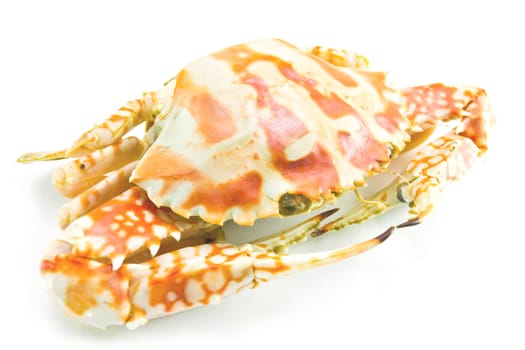 Crab isolated on white background