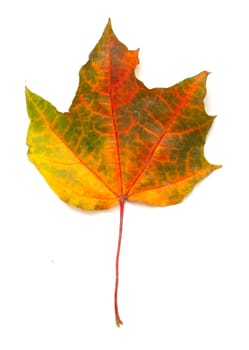 Maple colorful autumn leaf isolated on white background