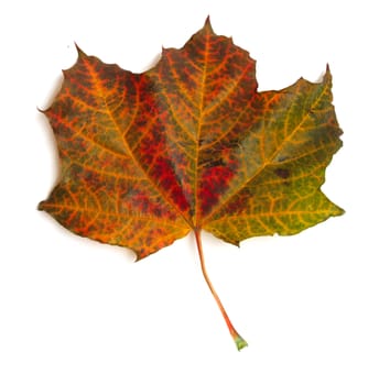 Maple colorful autumn leaf isolated on white background