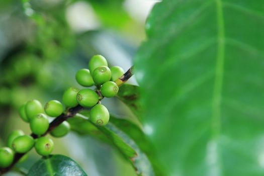 Coffee beans on plant