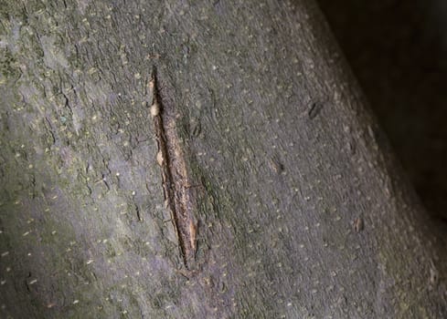 Macro picture of a scar in a tree trunk