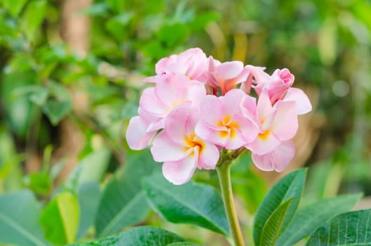 Bunch of pink Frangipani, Frangipanni,  or plumeria tropical flowers