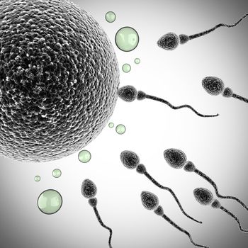 sperm and egg cell. microscopic image