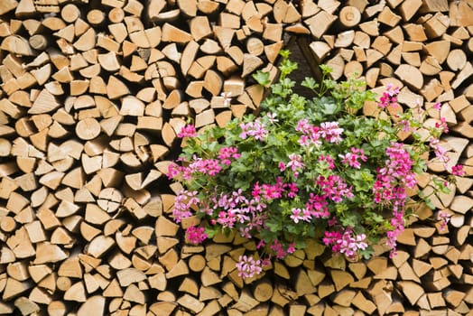 flowers in the woodshed, Sottoguda - Trentino, Italy