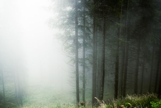 foggy day in a forest of Paneveggio, Trentino - Dolomites, Italy