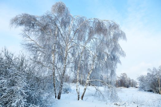 Winter landscape with birch trees