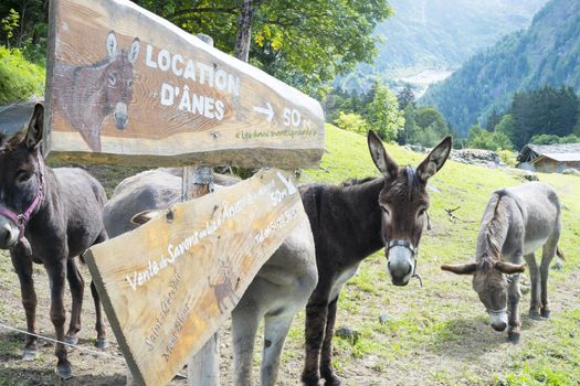 BIONNASSAY, FRANCE - AUGUST 24: Mules for hire in the village of Bionnassay. Apart from mounting, the mules are used to carry backpacks for Tour du Mont Blanc trekkers. August 24, 2014 in Bionnasay.