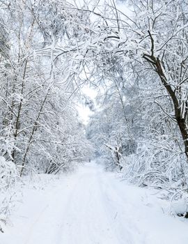 Snowy country road through winter forest