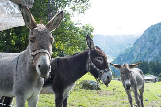 BIONNASSAY, FRANCE - AUGUST 24: Mules for hire in the village of Bionnassay. Apart from mounting, the mules are used to carry backpacks for Tour du Mont Blanc trekkers. August 24, 2014 in Bionnasay.