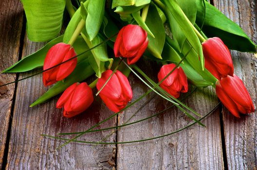 Heap of Seven Beautiful Spring Red Tulips with Green Grass isolated on Rustic Wooden background