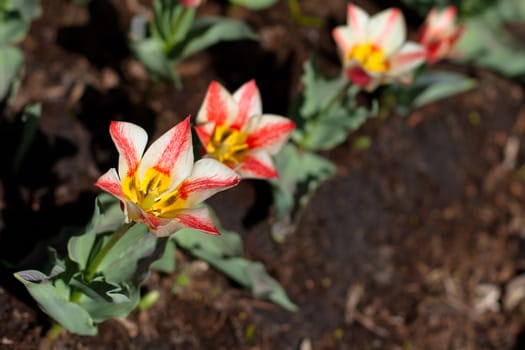 Several red and white tulips in the garden
