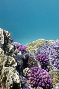 colorful coral reef on the bottom of tropical sea