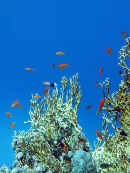 coral reef with great yellow fire coral and fishes at the bottom of tropical sea